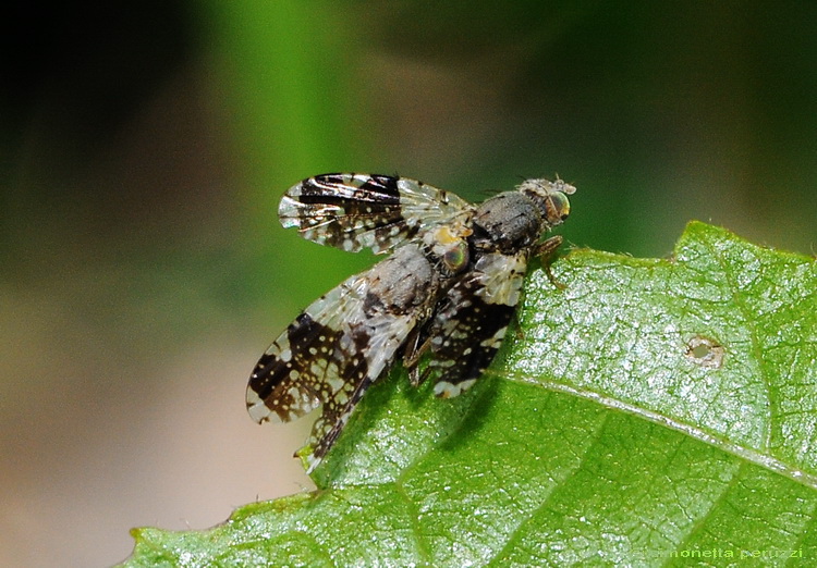 Tephritis sp.